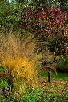 Molinia caerulea subsp. arundinacea 'Windspiel' with Cercis canadensis 'Forest Pansy' AGM at rear in autumn