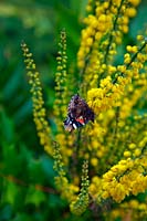 Red Admiral Butterfly - Vanessa atalanta feeding on Mahonia x media 'Lionel Fortescue' AGM in late autumn