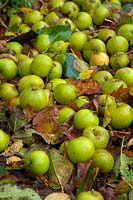 Malus domestica 'Duke of Devonshire'  - D -  russet eating apple - windfalls lying beneath the tree