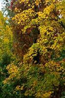 Acer cappadocicum 'Aureum' AGM with Vitis coignetae and Acer pensylvanicum at back - autumn colour