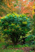 Mahonia x media 'Lionel Fortescue' AGM in November with autumn colour from Acer cappadocicum 'Aureum' AGM - yellow, Acer rubrum 'October Glory' - red and Acer oliverianum - orange centre frame