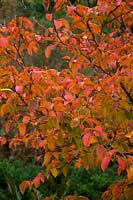 Stewartia pseudocamellia Koreana Group AGM autumn colour