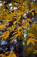 Carya cordiformis autumn colour