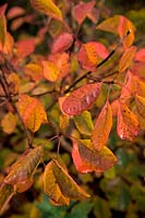 Cotinus obovatus autumn colour