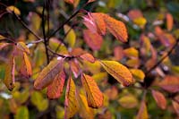 Cotinus obovatus autumn colour