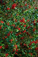 Ilex aquifolium 'Pyramidalis'  - f -  AGM - Holly laden with red berries in autumn