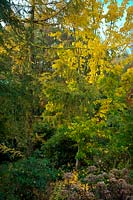 Red of Vitis coignetiae AGM with gold of Acer pensylvanicum - snake bark - autumn leaf colour in Holbrook Garden in mid November with Eupatorium maculatum  - Atropurpureum Group -  'Riesenschirm' AGM at bottom of frame