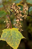 Acer capillipes seeds and leaves in late autumn - November