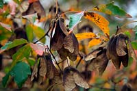 Acer griseum AGM - seeds and leaves in late autumn - November