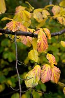 Parrotia persica - Persian Ironwood - foliage in late autumn