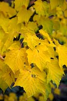 Acer pensylvanicum - Snake Bark Maple - foliage in late autumn - November