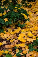Acer pensylvanicum - Snake Bark Maple - foliage in late autumn - November