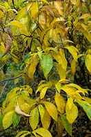 Clethra barbinervis AGM - foliage in late autumn - November