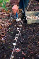 Planting Garlic - Allium sativum in mid November