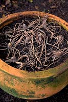 Planting Eremurus rhizomes or bulbs in a large clay pot - spreading out the spidery roots to lie just below final surface level