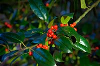 Ilex x altaclerensis cf. 'James G. Esson' - red berried hybrid Holly