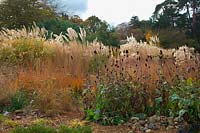 Big Grasses - predominantly Miscanthus and Cortaderia with Rudbeckia maxima at RHS garden Wisley in November