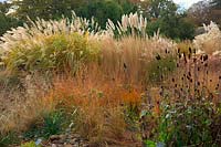 Big Grasses - predominantly Miscanthus and Cortaderia with Rudbeckia maxima at RHS garden Wisley in November