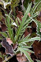 Cirsium canum foliage with hoar frost in November
