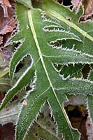 Cirsium canum foliage with hoar frost in November