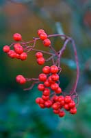 Sorbus commixta berries on rowan