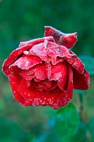 Rosa DUBLIN BAY 'Macdub'  - ClF -  AGM - rose flower with hoar frost