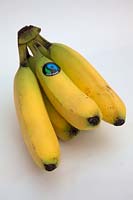 Musa 'Cavendish' Fair trade bananas from the Caribbean