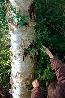 Woman gardener removing Ivy - Hedera helix from Betula costata