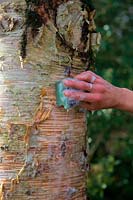 Woman gardener cleaning the trunk of Betula costata using a  scouring pad with soapy water to show off the attractive bark