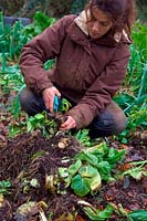 Woman gardener lifting and preparing roots of Witloof Chichory variety 'Zoom' for forcing - Cichorium intybus 'Witloof Zoom'