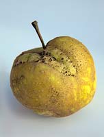 Hoplocampa testudinea - Apple sawfly damage on an apple fruit - white background
