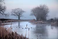 A frosty January early morning on the Grand Western Canal, Burlescombe, Devon with wildfowl and a Grey Heron - Ardea cinerea