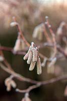 Frost on Hazel catkins all ready to burst when spring weather comes