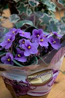 Blue Saintpaulia - African Violet in florists sleeve