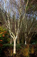 The winter garden at RHS Rosemoor  a group of Betula utilis var. jacquemontii 'Silver Shadow' AGM with an Acer davidii 'Serpentine'
