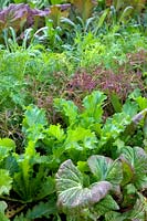 Japanese salad greens wintered outside after a mild winter - from front to back - Brassica juncea 'Osaka Purple', Brassica juncea green-in-the-snow, Red Mizuna - Brassica rapa nipposinica, then Green Mizuna and Brassica rapa japonica Mibuna