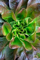 Lactuca sativa - Salanova lettuce - Red multi-leaf Butterhead Lettuce