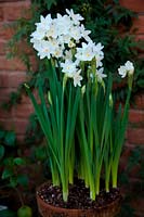 the scented Narcissus papyraceus 'Ziva'  - 8 - 