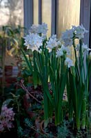 the scented Narcissus papyraceus 'Ziva'  - 8 -  growing on a conservatory windowsill - early morning light