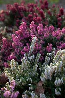 Winter heathers from front: Erica carnea f. alba 'Isabell' AGM, Erica carnea 'Rosalie' AGM, Erica carnea 'Nathalie' AGM