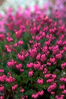 Winter heathers from front: Erica carnea 'Nathalie' AGM with  Erica carnea 'Rosalie' AGM