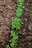 Petroselinum crispum - A January sown germinating drill of parsley seed in late February - protected crop in greenhouse