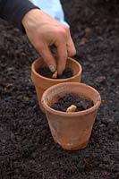 Sowing Broad Bean Vicia faba 'Witkiem Manita' AGM - one per terracotta clay pot
