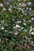 Camellia transnokoensis AGM in March