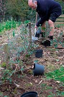 Planting a hedge of Cotoneaster lacteus along edge of vegetable garden