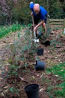 Planting a hedge of Cotoneaster lacteus along edge of vegetable garden