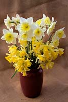 Narcissus pseudonarcissus  - 13 -  with Narcissus 'Ice Follies'  - 2 -  AGM in a vase against hessian sacking