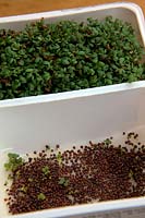 Cress - Lepidium sativum and Growing salad mustard - Brassica growing in a recycled food container - the mustard germinates more slowly and should be sown a few days earlier
