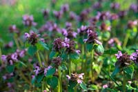 Lamium purpureum - Red Deadnettle on waste ground in early spring