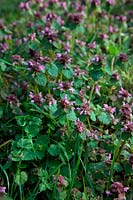 Lamium purpureum - Red Deadnettle on waste ground in early spring